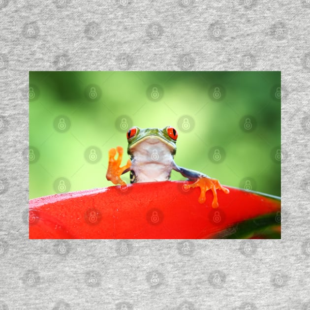 "Live long and Prosper" Red-eyed Tree Frog by Jim Cumming